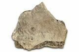 Dinosaur (Triceratops) Frill Shield Section - Montana #338930-1